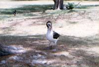 Laysan Albatross